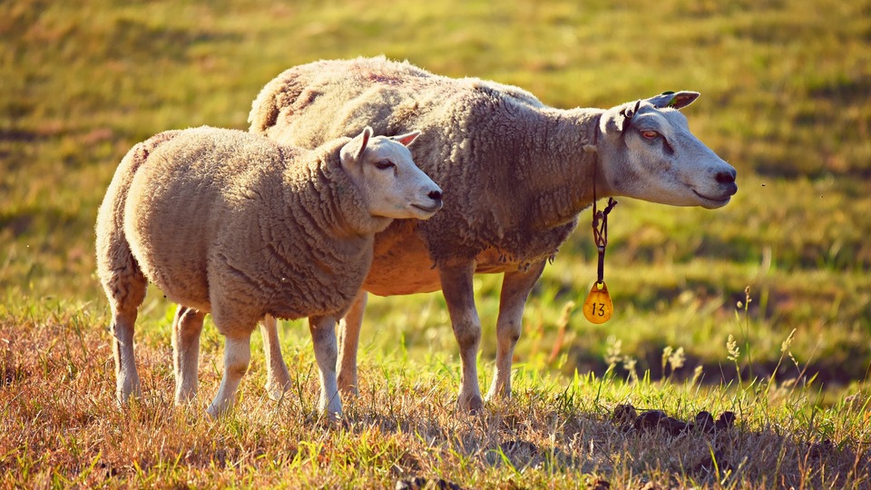 Пастуху из Волжского грозит 5 лет тюрьмы за кражу овец и быка
