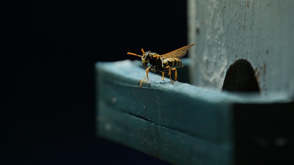 В Волгоградской области падает популяция краснокнижной осы