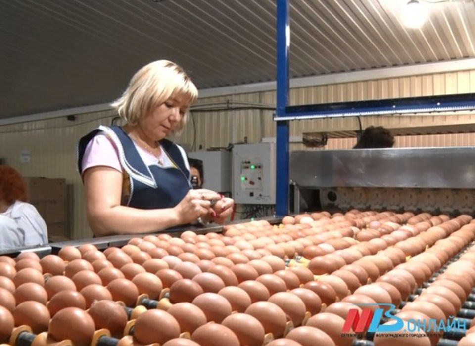В Волгоградской области на 0,5% снизилось производство яиц