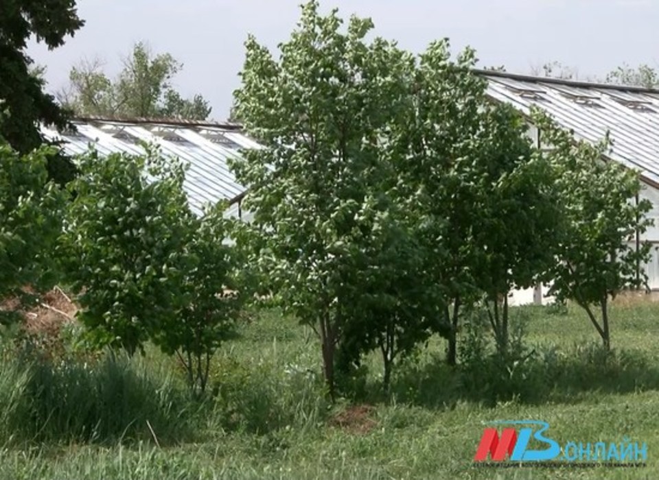 В Волгоградской области в 2022 году выявили 10 случаев незаконной рубки деревьев