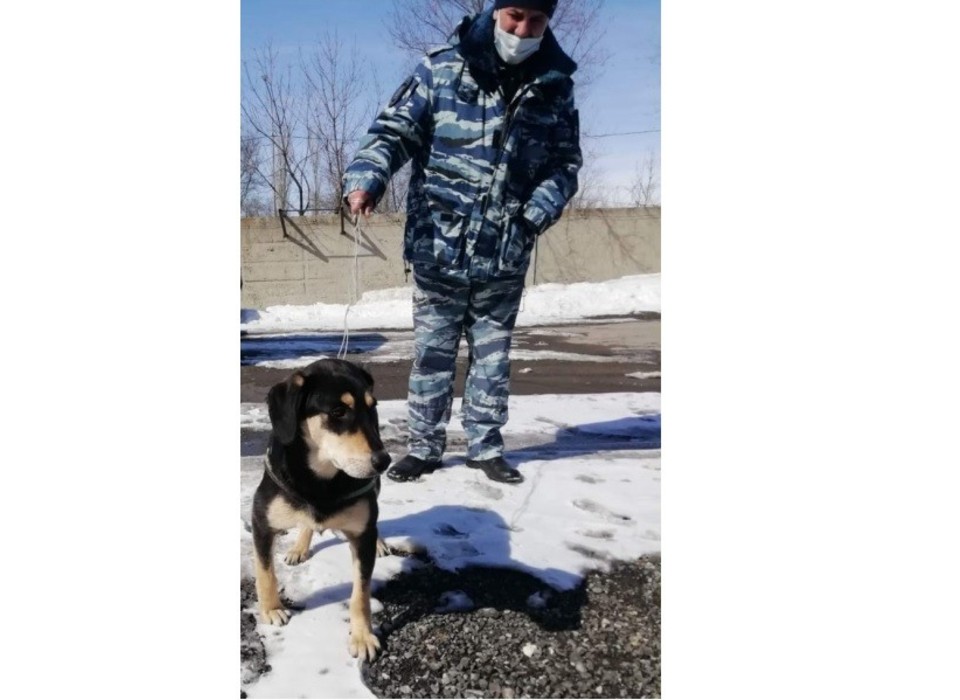 Собачья радость - полицейский вернул хозяйке потерянного друга
