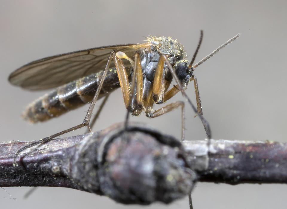 Нейробиологи объяснили, как комары находят людей по запаху