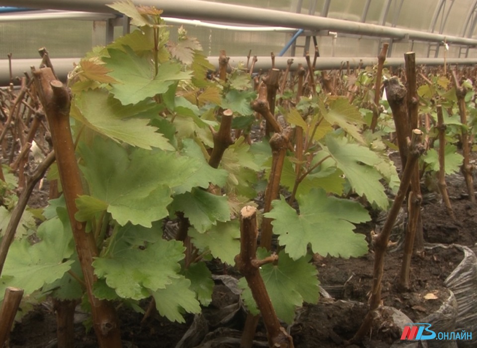 Волгоградские агрономы рассказали, как после заморозков спасти побеги винограда