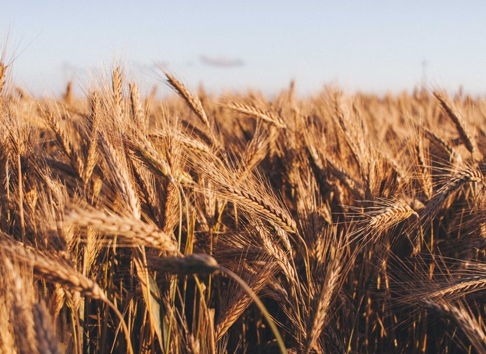 Фермер Прошаков из Волгограда объяснил снижение закупочных цен на зерно на 20%