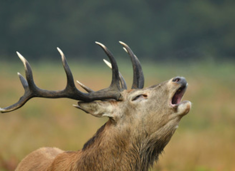 23 благородных оленя разрешили убить охотникам в Волгоградской области
