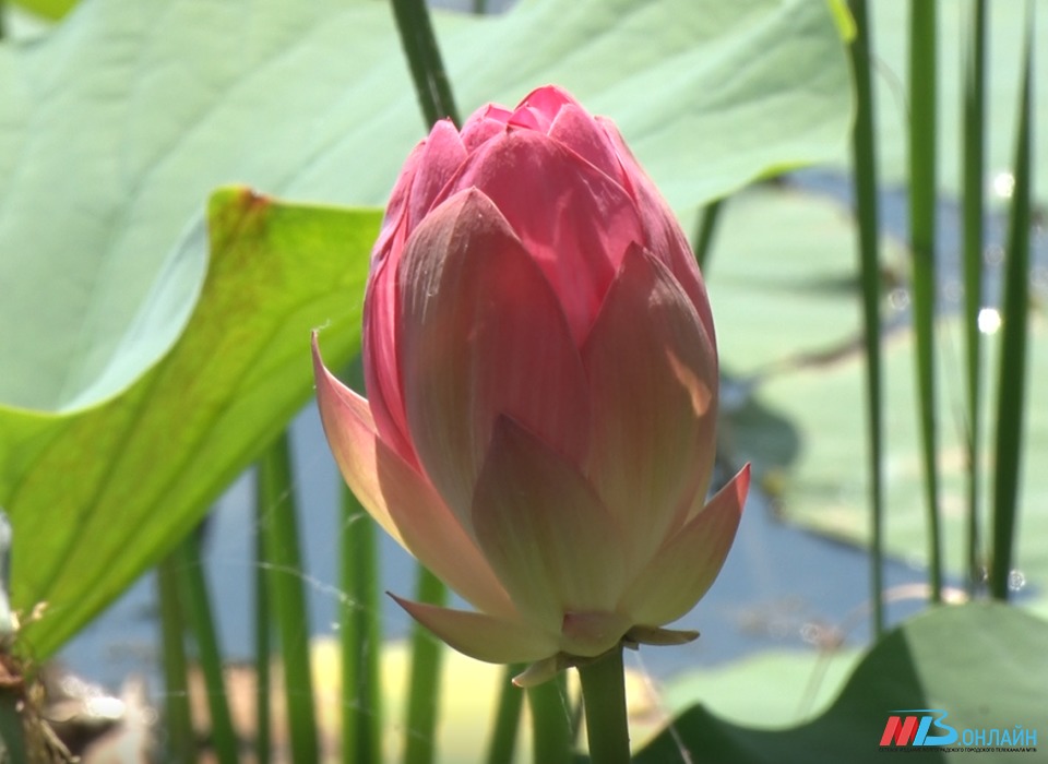 «Райский цветок»: на озере под Волгоградом зацвели первые лотосы