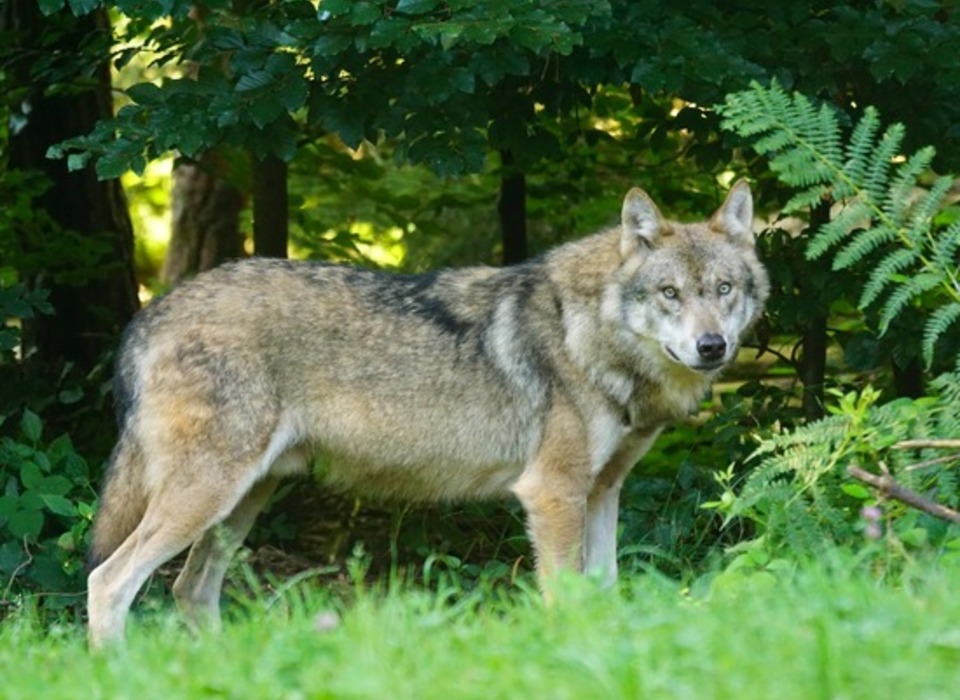 В Волгограде для съёмок военной киноленты ищут волка