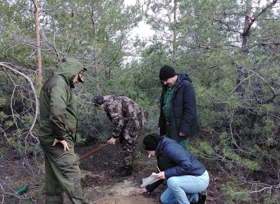 В лесах Волгоградской области будут бороться с насекомыми-вредителями