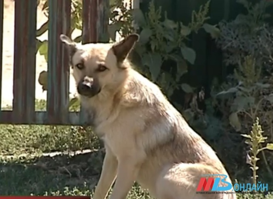 В Волгоградской области мужчина связал собаку колготками и бросил умирать в поле