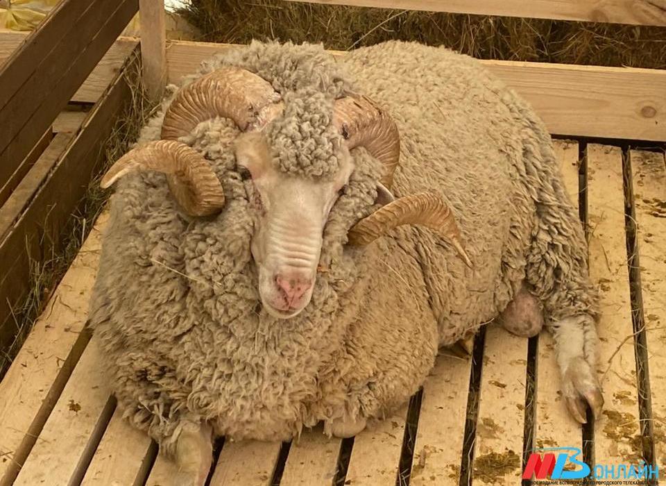 В сентябре из Волгоградской области в Китай отправили 80 тонн овечьей и козьей шерсти