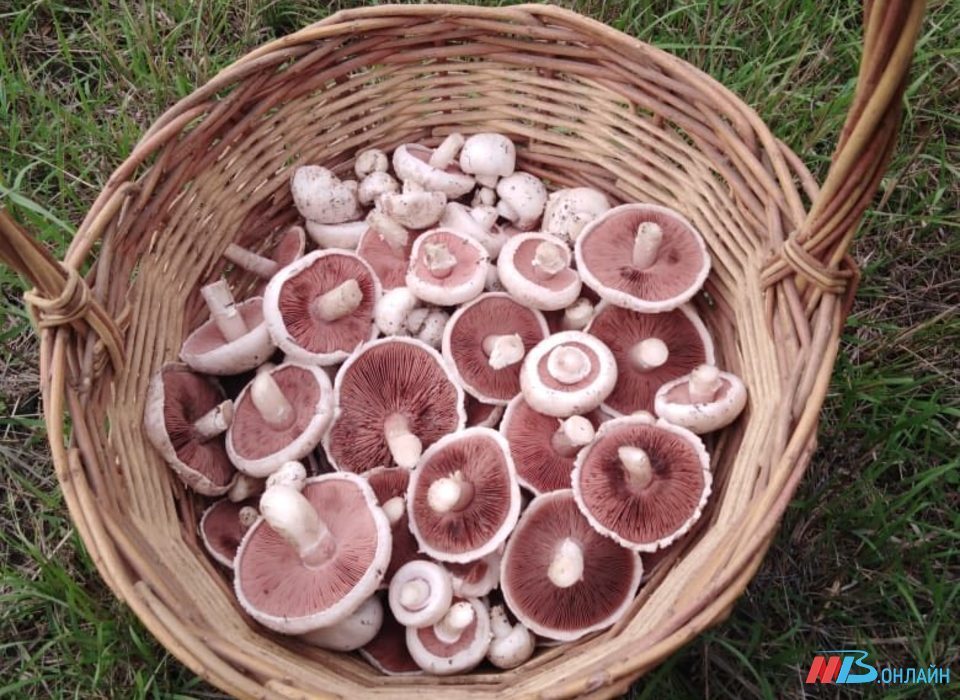 В Волгоградской области грибами отправились 88 человек, в их числе семеро детей