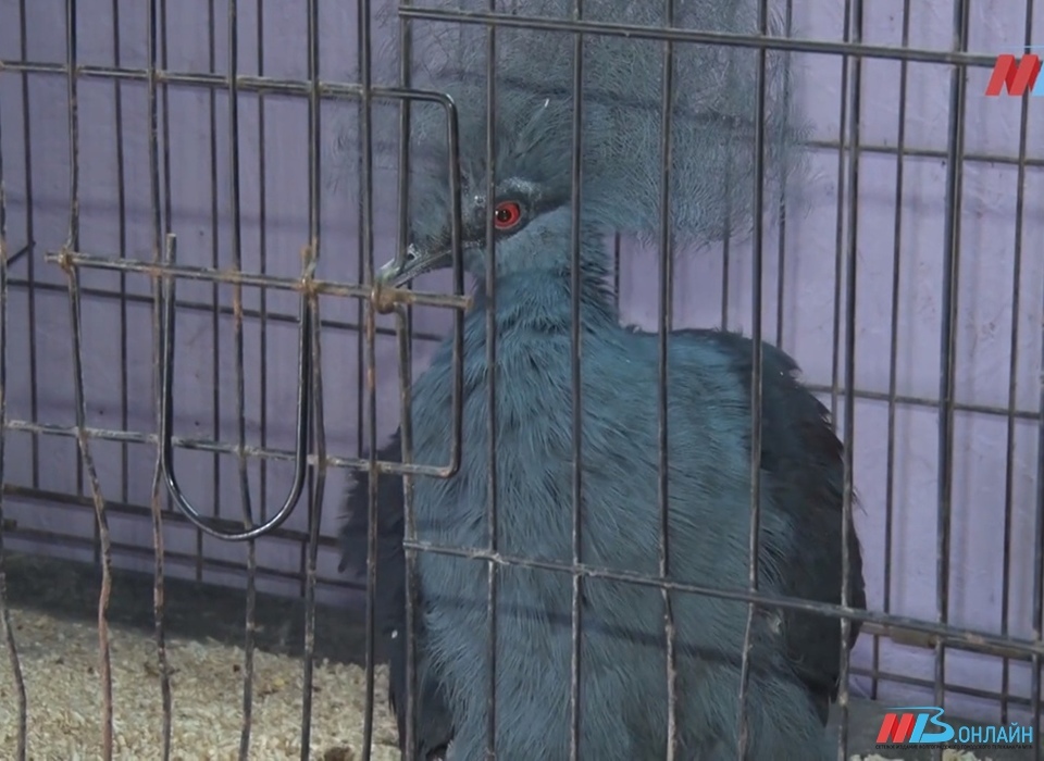 Венценосный голубь переехал из Волгограда в Московский зоопарк