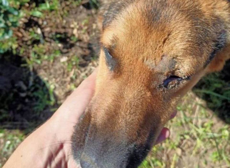 Собака лишилась глаза после выстрела у магазина в Волгограде