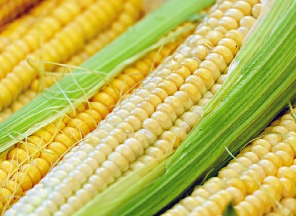 Роспотребнадзор рекомендует волгоградцам на диете включать в рацион кукурузу
