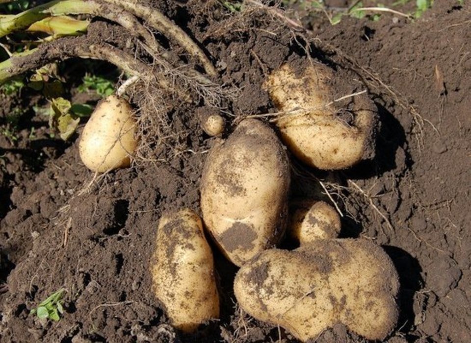 Аграрии Волгоградской области собрали больше половины урожая картофеля