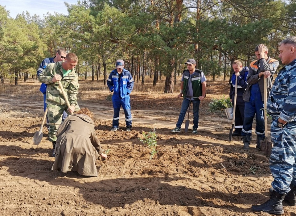 Более 2,6 тыс. акаций посадили в лесничестве Волгоградской области
