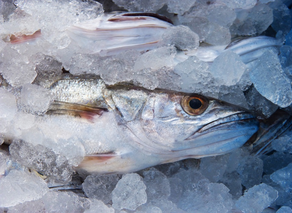 В Волгоградской области продавали «сомнительную» рыбную продукцию