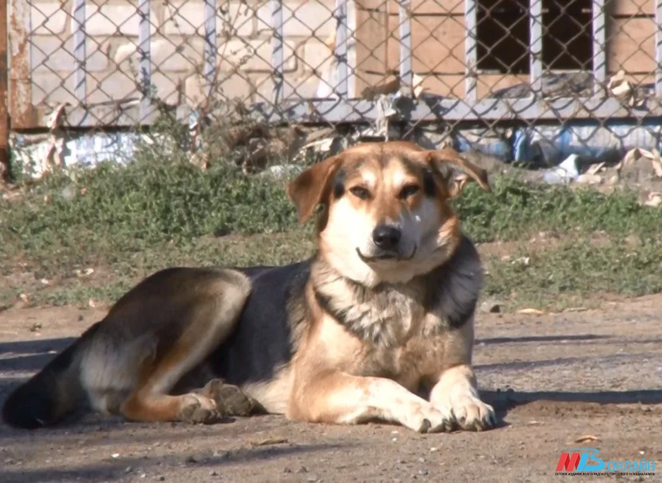 В Волгоградской области за год бездомные собаки покусали почти 9 тысяч человек