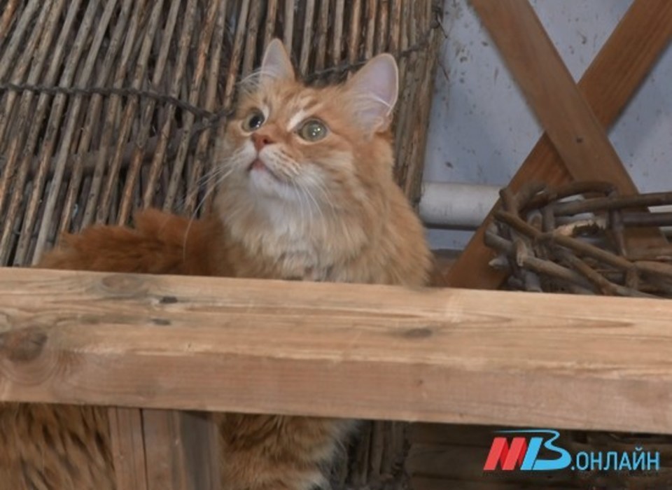 В селе Волгоградской области введен карантин из-за бешеной кошки