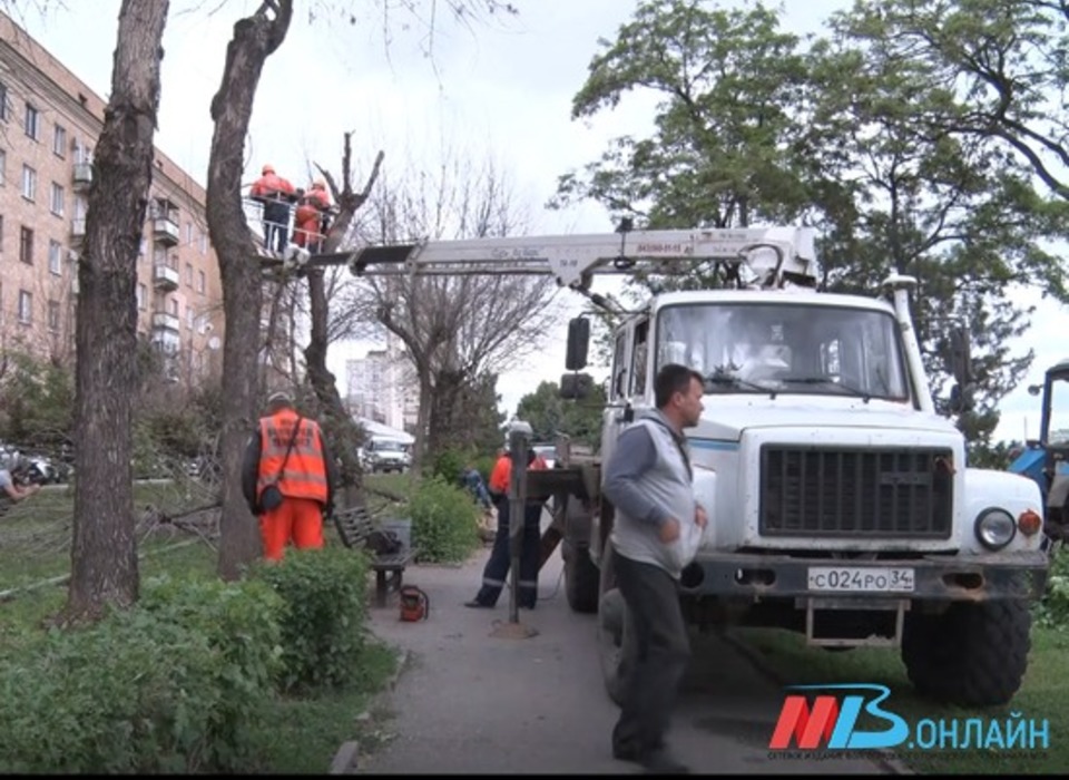 Под Волгоградом спилят 279 засохших деревьев до середины декабря