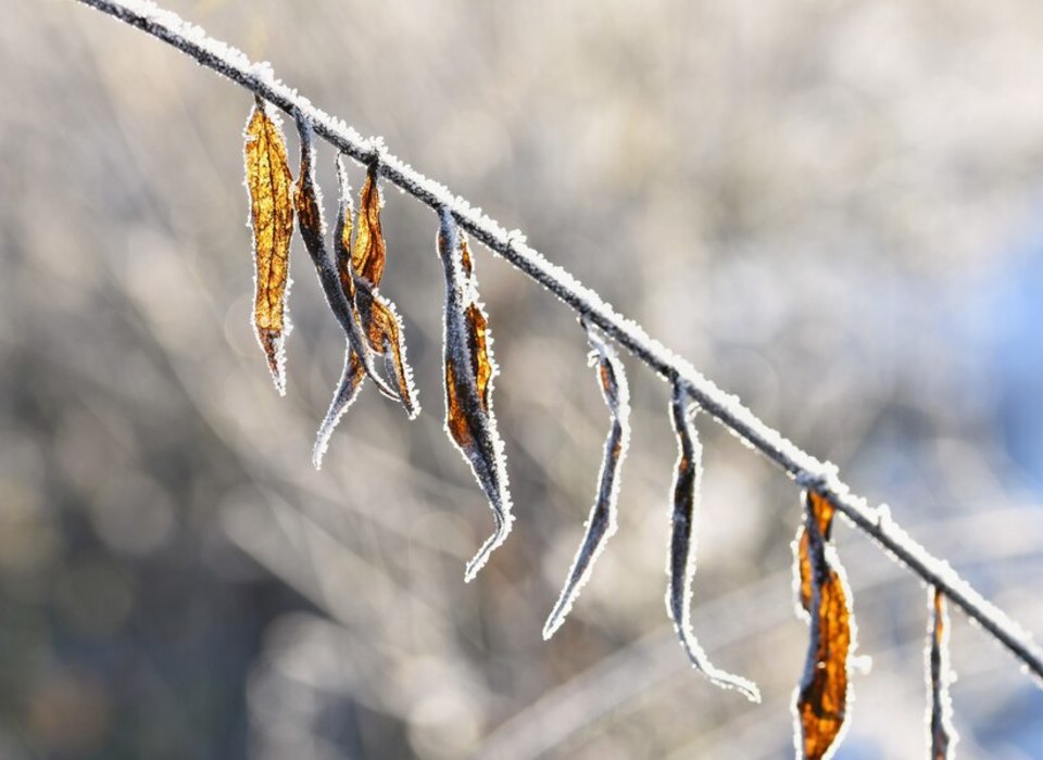 11 января в Волгограде и области ожидается сильный ветер и мороз до -25 °С