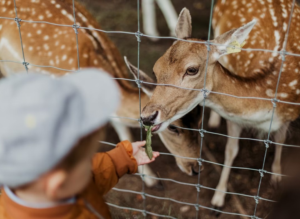 СК проверит условия содержания животных в контактном зоопарке под Волгоградом