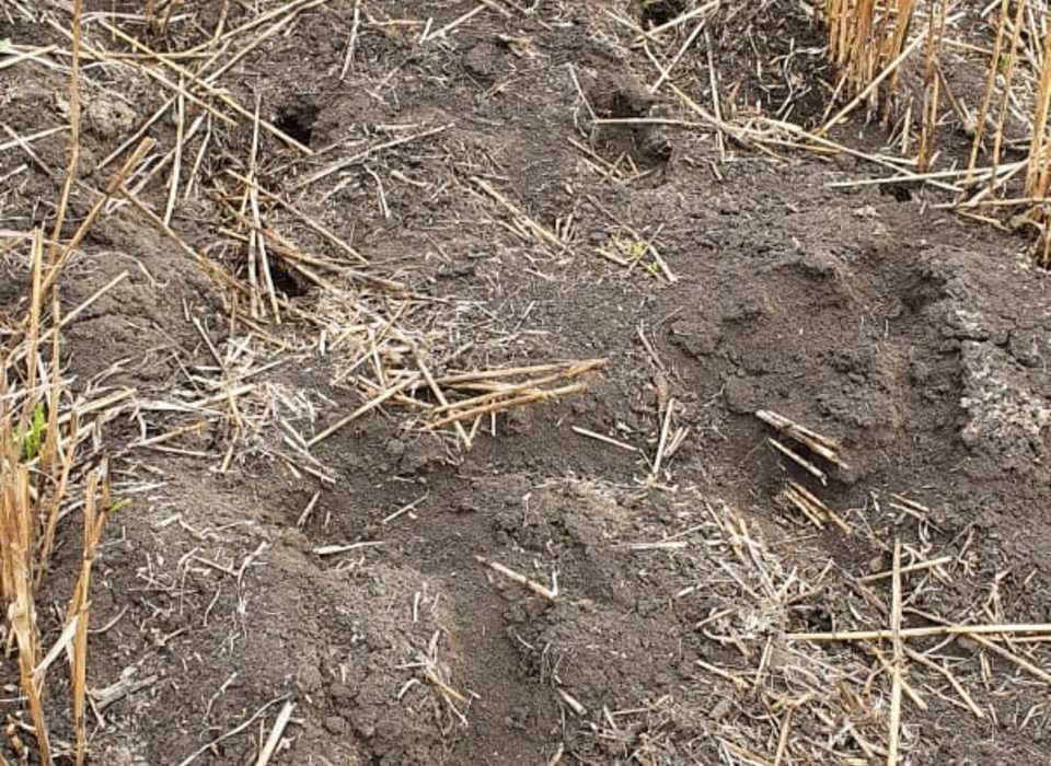Посевы озимых в Волгоградской области стали меньше атаковать грызуны
