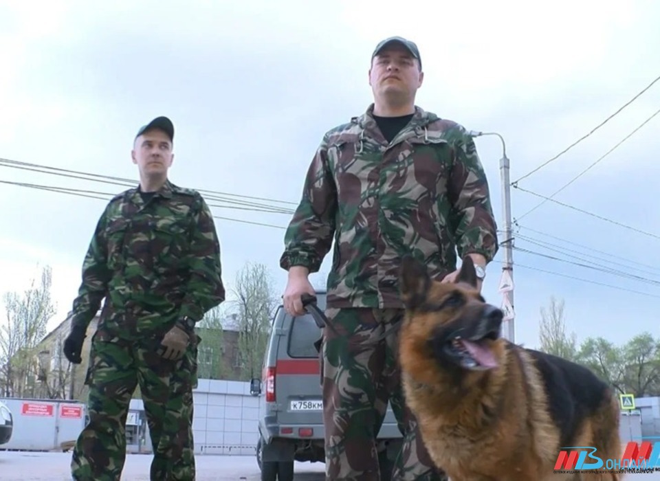 Перед визитом Путина центр Волгограда проверяют на безопасность с помощью собак