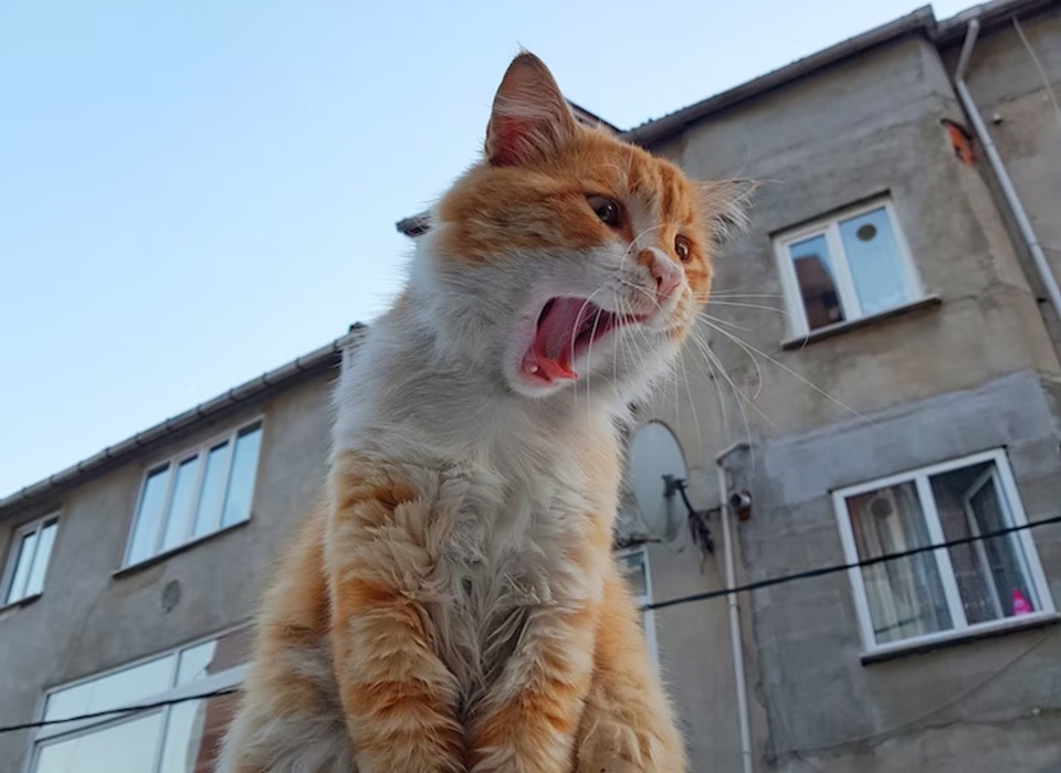 Из-за кота с бешенством ввели карантин в селе Бахтияровка под Волгоградом