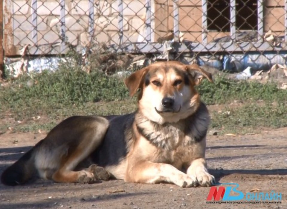 В 2022 году в Волгоградской области поймали больше бездомных животных, чем в 2021