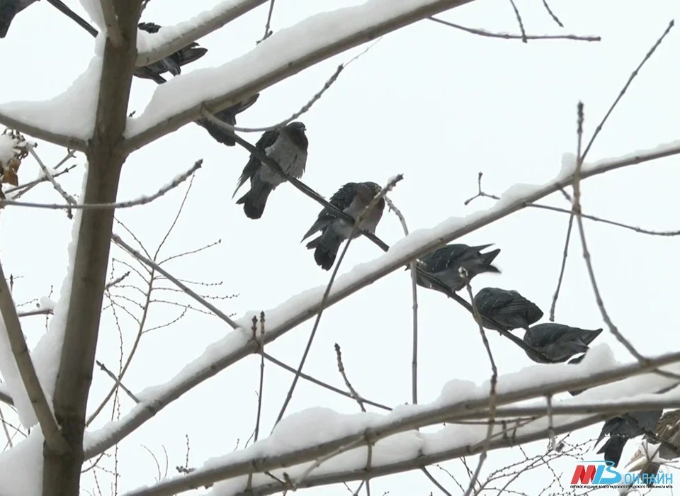 В Волгограде и области 22 февраля ожидаются мокрый снег и ветер до 20 м/с