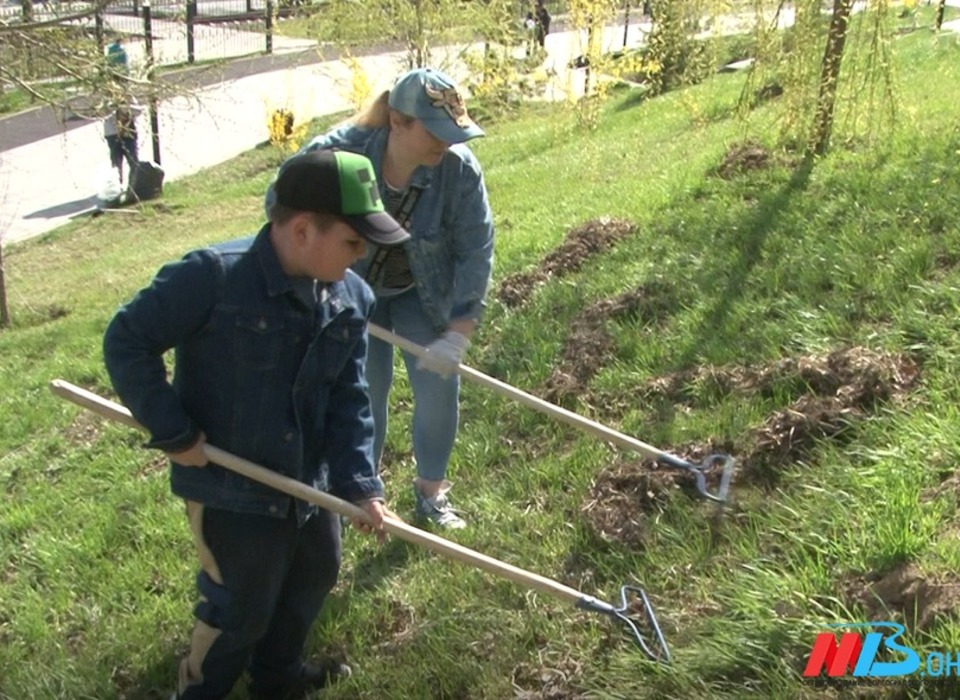 В Дзержинском районе Волгограда высадили императорское дерево