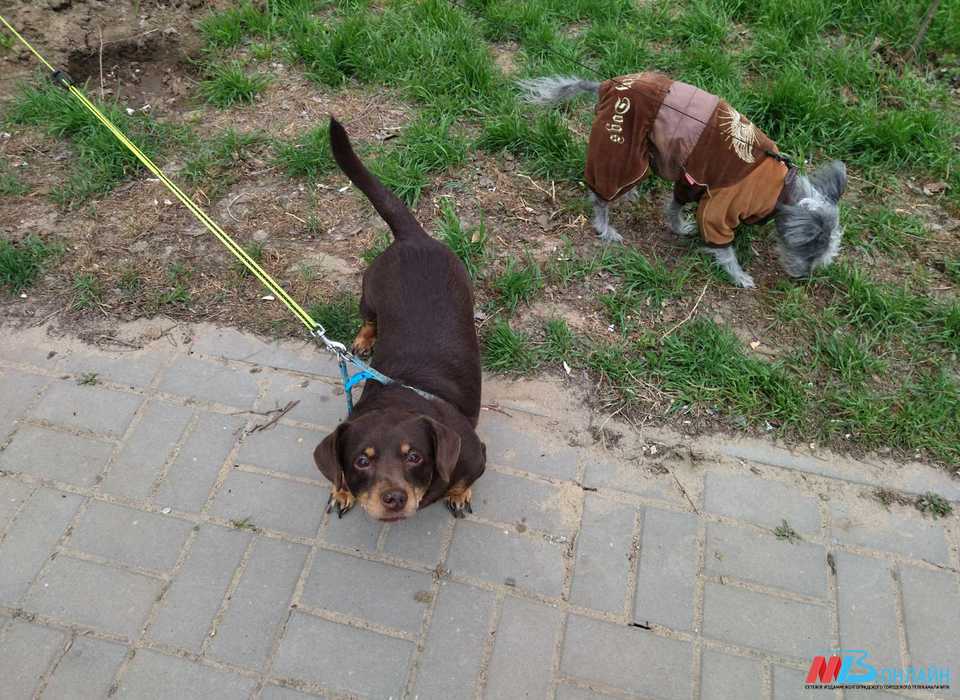 Нетрезвым жителям Волгоградской области запретили выгуливать собак