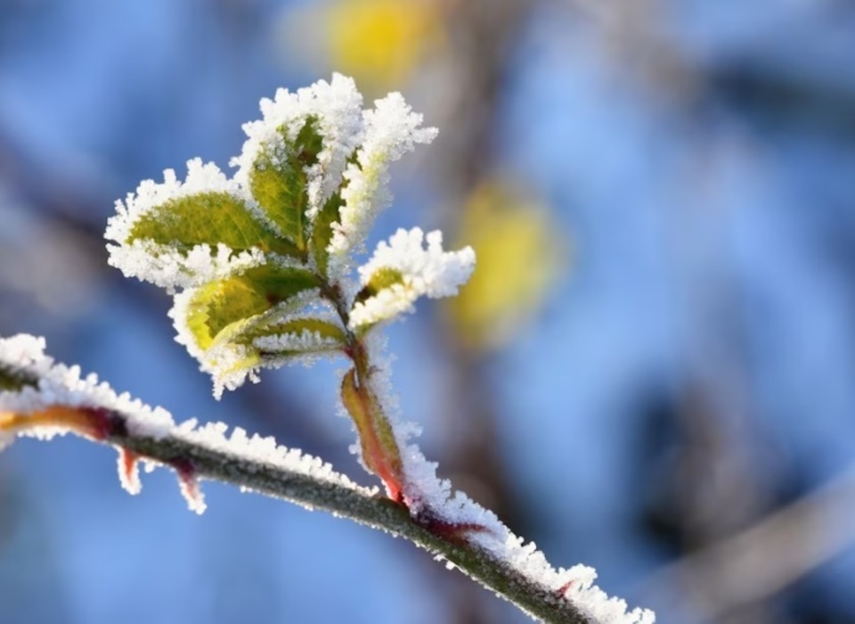 В начале рабочей недели в Волгоградской области ожидаются заморозки до -6 градусов