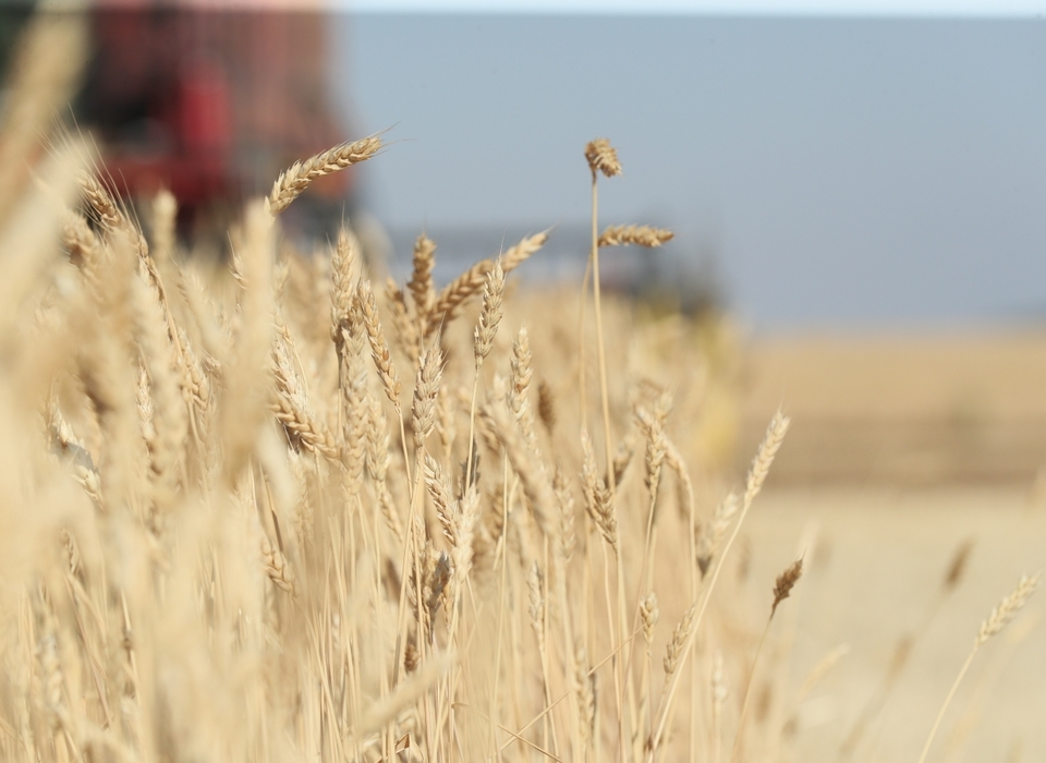 Волгоградская область на 235,5% увеличила объемы экспорта зерновых культур