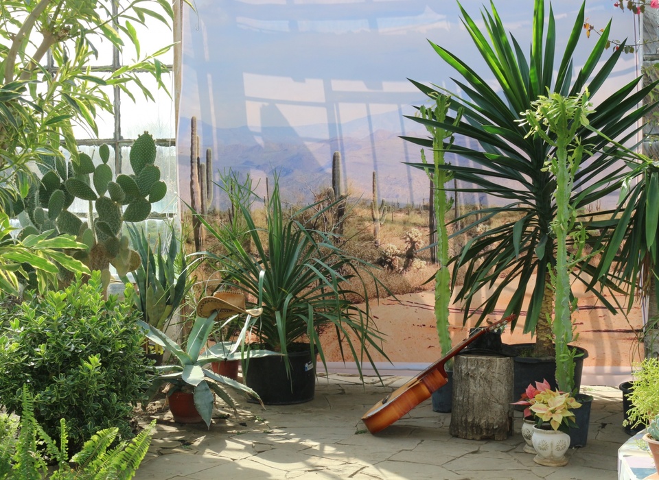 В ботаническом саду Волгограда 23 апреля откроется выставка кактусов и суккулентов