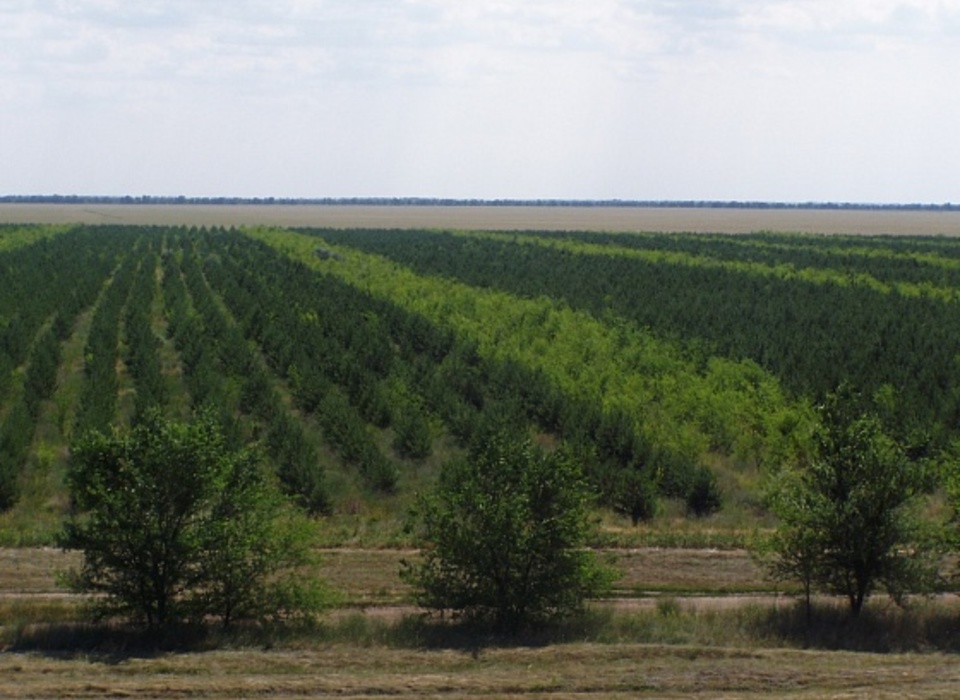Более 5 миллионов деревьев высадили этой весной в Волгоградской области