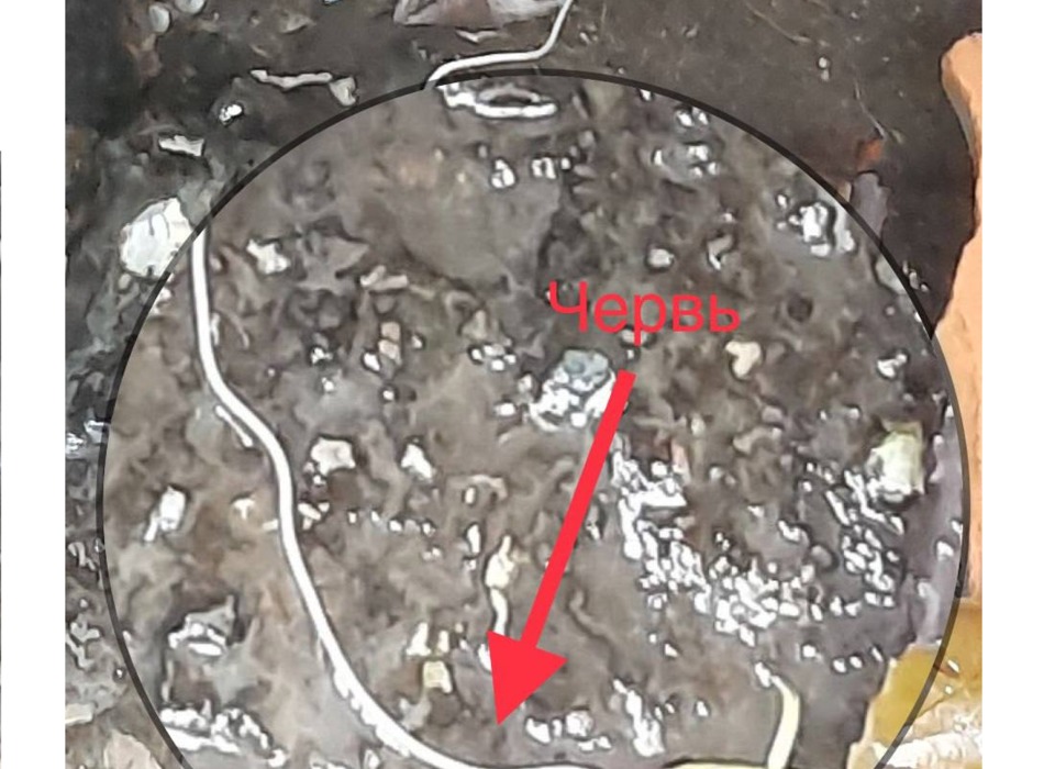 15-сантиметрового червя заметили в роднике под Волгоградом