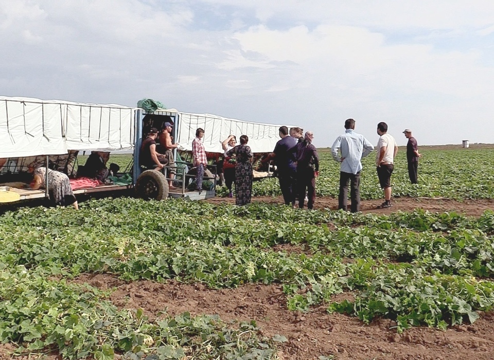 На полях в Волгоградской области выявили 20 незаконно работающих мигрантов