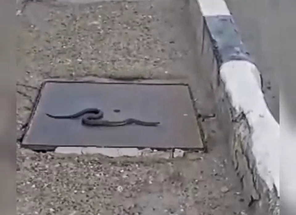 На Бородинском мосту в Волгоградской области заметили змею