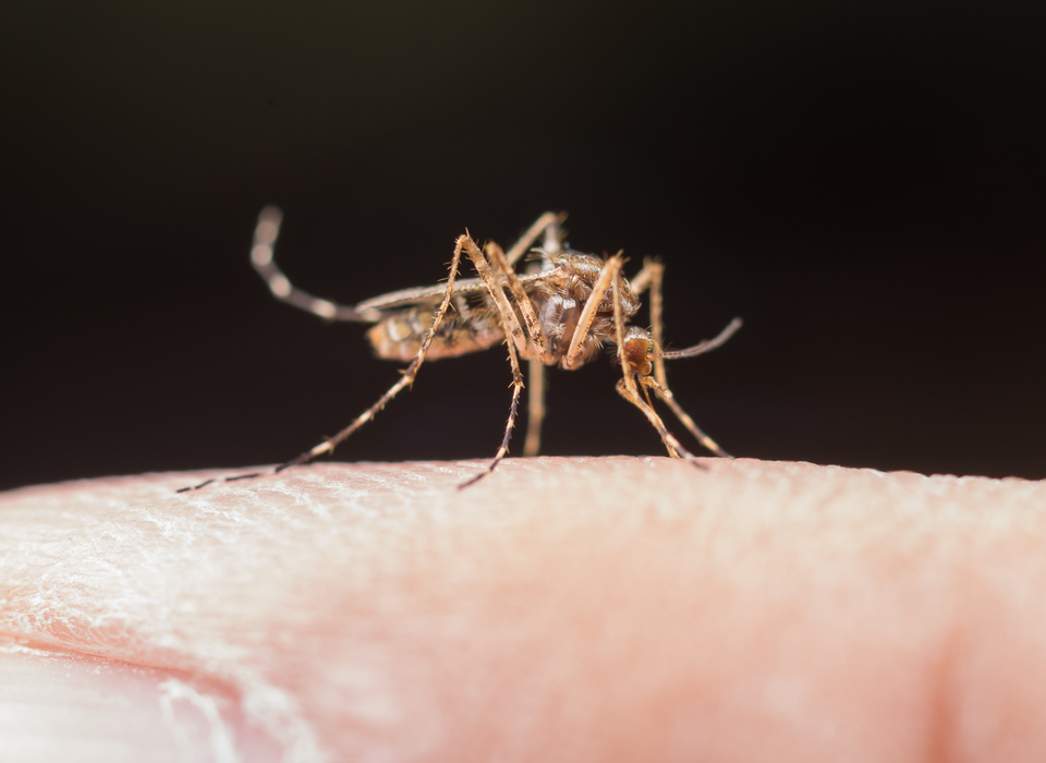 Волгоградцев предупреждают о смертельной опасности комаров