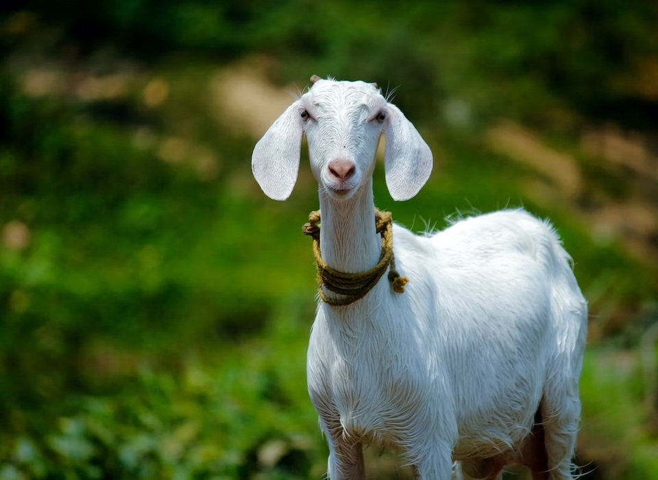 Вакцинацию домашних животных проводят в селе под Волгоградом из-за козла