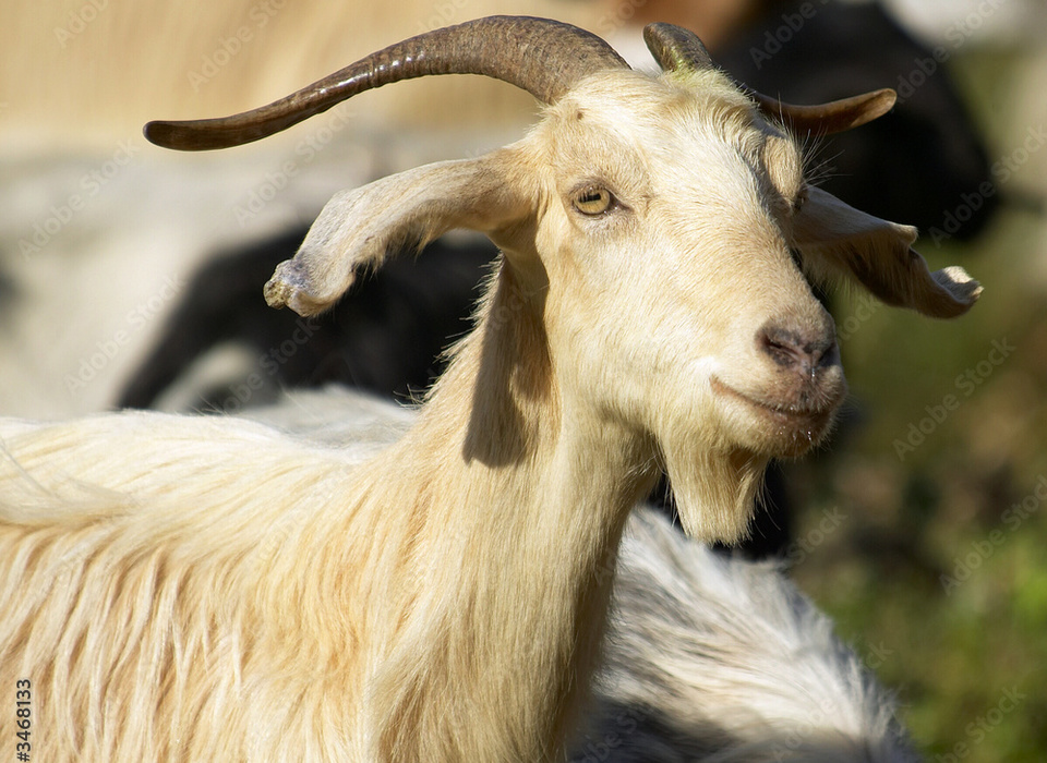Бешеный козёл стал причиной вакцинации животных в селе Волгоградской области
