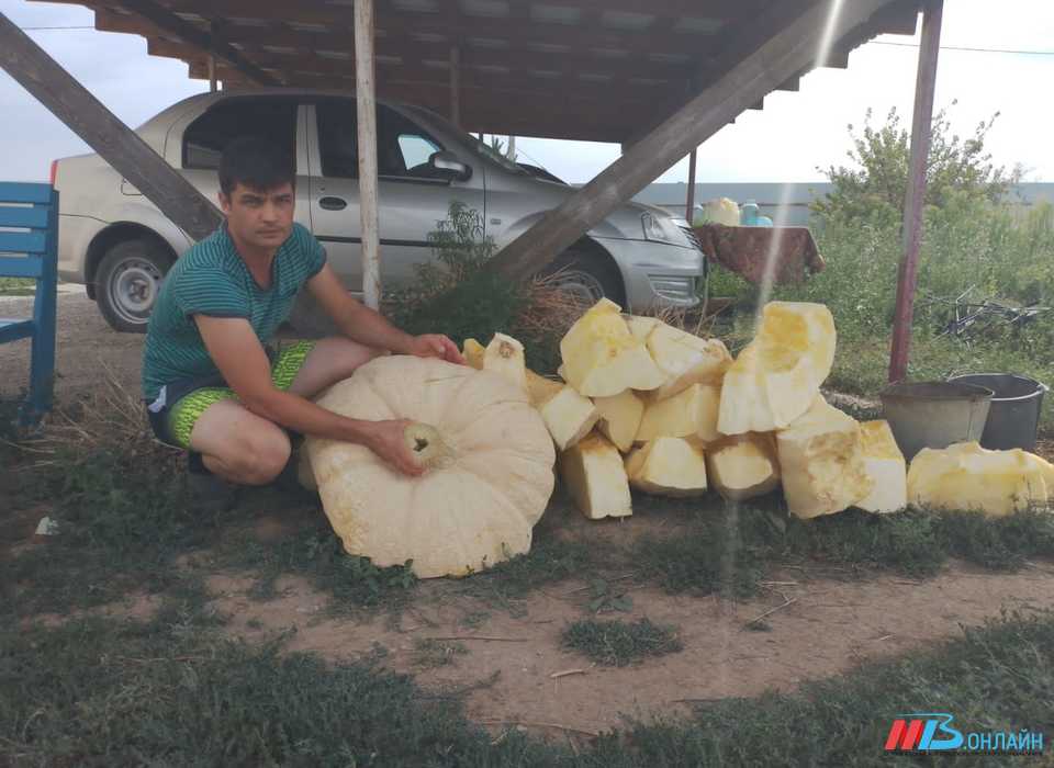 Волгоградский фермер вырастил тыкву-гигант весом 220 килограммов