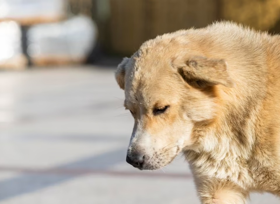 Всемирный день бездомных собак отмечают 19 августа в Волгоградской области