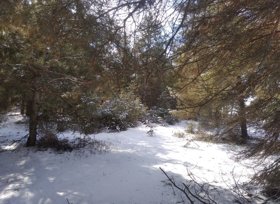 В лесничествах Волгоградской области заготавливают снег