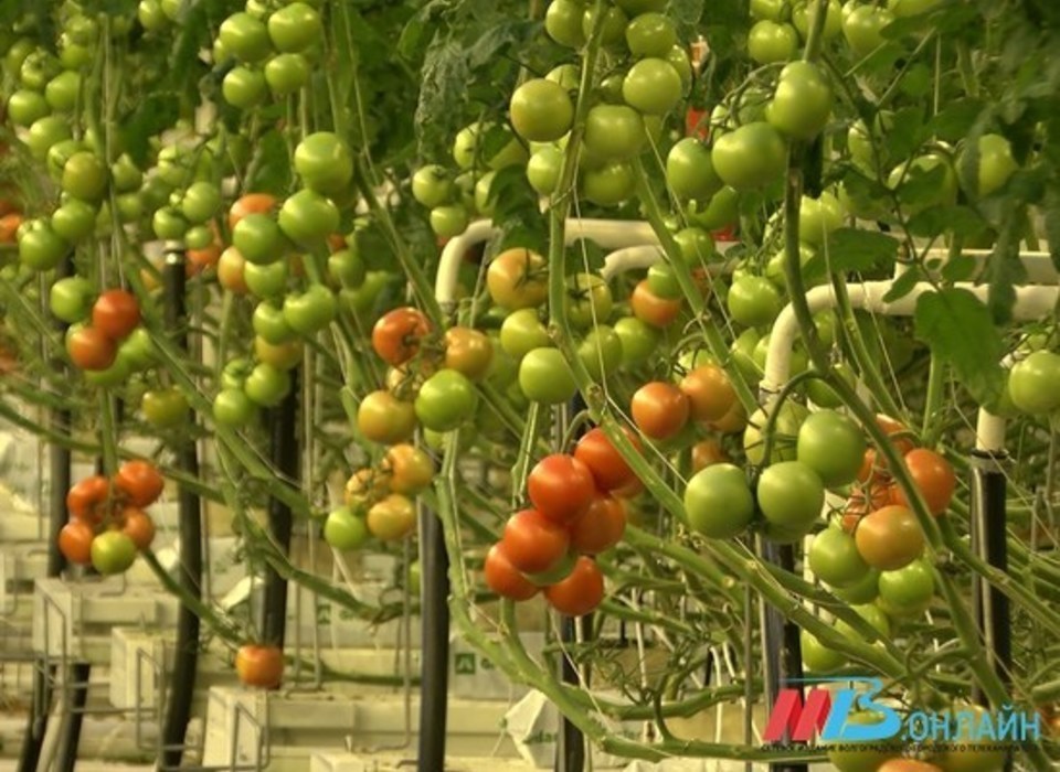 В Волгоградской области аграрии заготовили 70% семян ранневысеваемых овощей