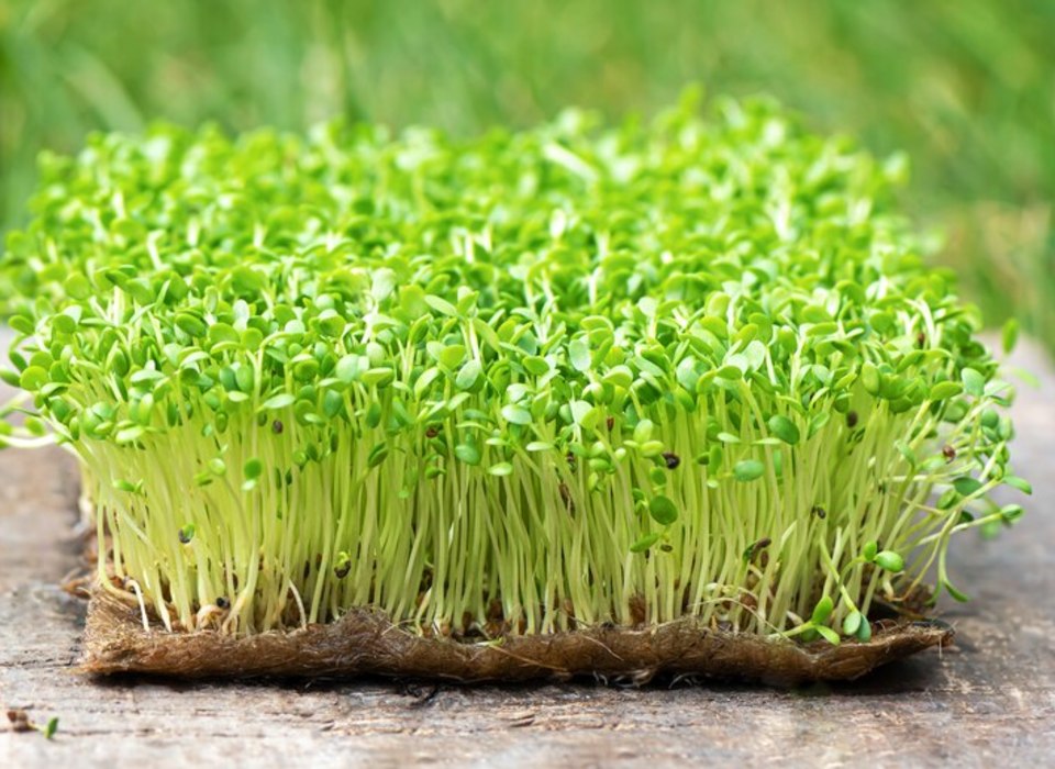 РПН рассказал волгоградцам о пользе микрозелени