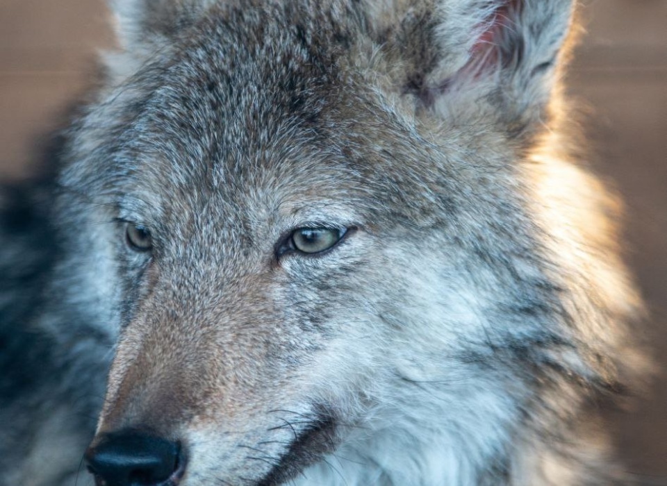 Волк по кличке Макар умер в зооцентре под Волгоградом