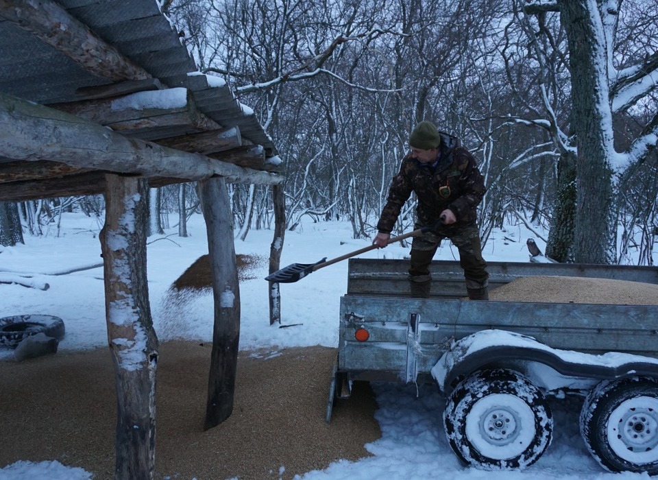 Зимой в Волгоградской области организовали подкормку диких животных